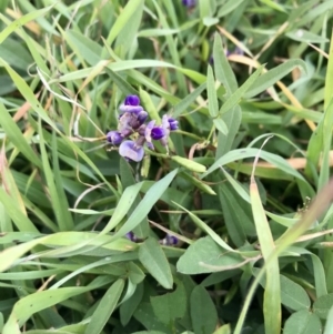 Glycine tabacina at Holt, ACT - 9 Apr 2020