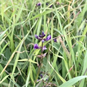 Glycine tabacina at Holt, ACT - 9 Apr 2020 12:20 PM