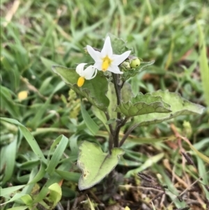 Solanum nigrum at Holt, ACT - 9 Apr 2020