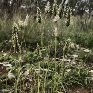 Enneapogon nigricans at Holt, ACT - 9 Apr 2020