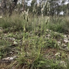 Enneapogon nigricans at Holt, ACT - 9 Apr 2020