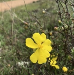 Hibbertia obtusifolia (Grey Guinea-flower) at Holt, ACT - 9 Apr 2020 by annamacdonald