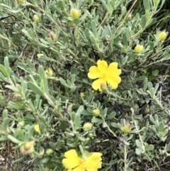 Hibbertia obtusifolia at Holt, ACT - 9 Apr 2020 11:37 AM