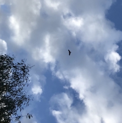 Aquila audax (Wedge-tailed Eagle) at Peak View, NSW - 31 May 2020 by annamacdonald