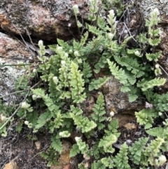 Cheilanthes distans (Bristly Cloak Fern) at Holt, ACT - 9 Apr 2020 by annamacdonald