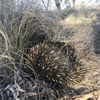 Tachyglossus aculeatus (Short-beaked Echidna) at Forde, ACT - 21 Jul 2020 by annamacdonald