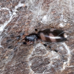 Lampona sp. (genus) at Majura, ACT - 1 Sep 2020