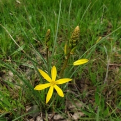 Bulbine bulbosa (Golden Lily, Bulbine Lily) at Wodonga, VIC - 2 Sep 2020 by ClaireSee