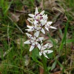 Wurmbea dioica subsp. dioica (Early Nancy) at Wodonga, VIC - 2 Sep 2020 by ClaireSee