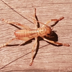 Gryllacrididae (family) (Wood, Raspy or Leaf Rolling Cricket) at Bega, NSW - 24 Jul 2020 by JenniferWillcox