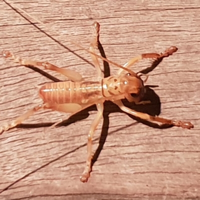 Gryllacrididae (family) (Wood, Raspy or Leaf Rolling Cricket) at Bega, NSW - 24 Jul 2020 by JenniferWillcox