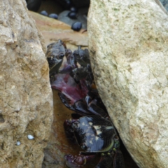 Leptograpsus variegatus (Purple Rock Crab) at Wapengo, NSW - 20 Dec 2011 by Jennifer Willcox