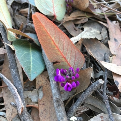 Hardenbergia violacea (False Sarsaparilla) at Lower Boro, NSW - 20 Aug 2020 by mcleana