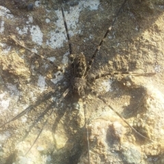 Megadolomedes australianus (Giant water spider) at Bawley Point, NSW - 3 Sep 2020 by GLemann