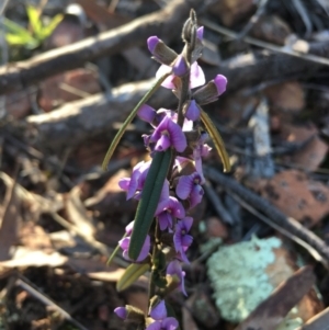 Hovea heterophylla at Lower Boro, NSW - 28 Aug 2020