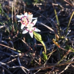 Wurmbea dioica subsp. dioica (Early Nancy) at Lower Boro, NSW - 24 Aug 2020 by mcleana