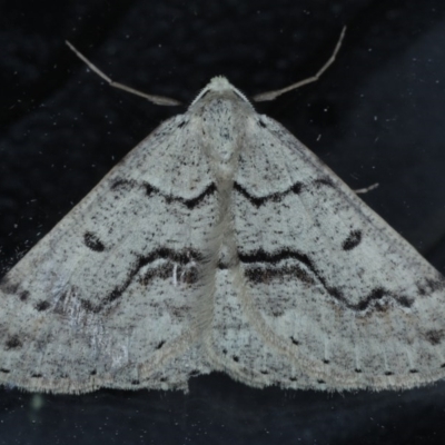 Nearcha aridaria (An Oenochromine moth) at Ainslie, ACT - 3 Sep 2020 by jb2602