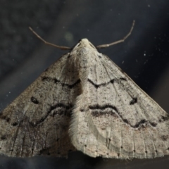 Nearcha aridaria at Ainslie, ACT - 4 Sep 2020