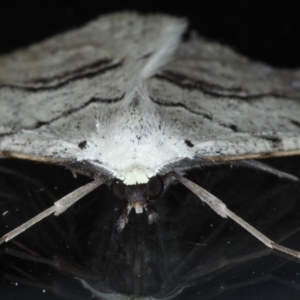 Nearcha aridaria at Ainslie, ACT - 4 Sep 2020 09:09 AM