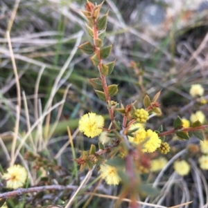 Acacia gunnii at Boro, NSW - 2 Sep 2020