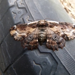 Pholodes sinistraria (Sinister or Frilled Bark Moth) at Tathra, NSW - 4 Sep 2020 by TathraPreschool