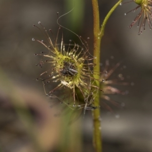 Drosera sp. at Bruce, ACT - 28 Aug 2020 10:24 AM