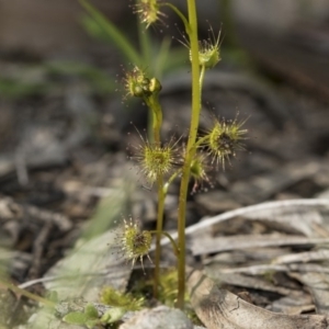 Drosera sp. at Bruce, ACT - 28 Aug 2020 10:24 AM