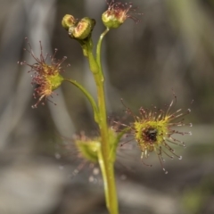 Drosera sp. at Bruce, ACT - 28 Aug 2020 10:24 AM