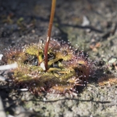 Drosera sp. at Bruce, ACT - 28 Aug 2020 10:24 AM