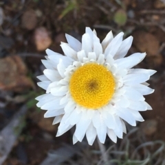Leucochrysum albicans subsp. tricolor (Hoary Sunray) at Majura, ACT - 1 Sep 2020 by JaneR