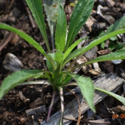 Lepidium africanum (Common Peppercress) at Weston, ACT - 4 Sep 2020 by AliceH