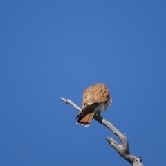 Falco cenchroides (Nankeen Kestrel) at O'Malley, ACT - 4 Sep 2020 by Mike