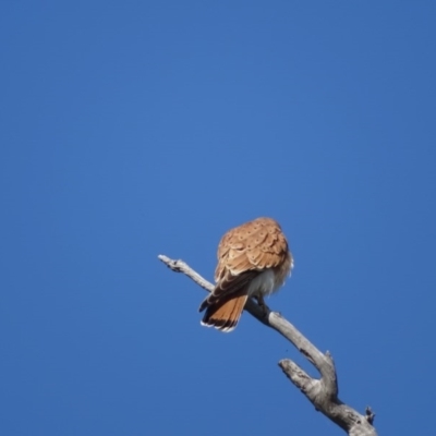 Falco cenchroides (Nankeen Kestrel) at O'Malley, ACT - 4 Sep 2020 by Mike
