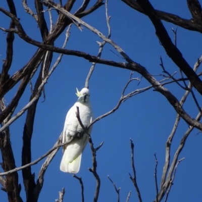 Cacatua galerita (Sulphur-crested Cockatoo) at O'Malley, ACT - 3 Sep 2020 by Mike