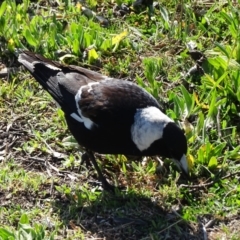 Gymnorhina tibicen (Australian Magpie) at O'Malley, ACT - 3 Sep 2020 by Mike