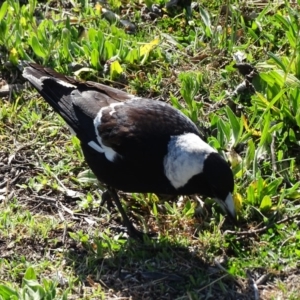 Gymnorhina tibicen at O'Malley, ACT - 4 Sep 2020