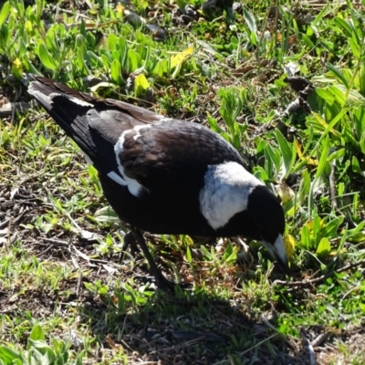 Gymnorhina tibicen (Australian Magpie) at O'Malley, ACT - 4 Sep 2020 by Mike