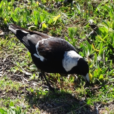 Gymnorhina tibicen (Australian Magpie) at O'Malley, ACT - 3 Sep 2020 by Mike