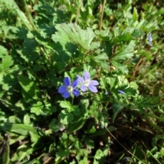 Erodium crinitum (Native Crowfoot) at O'Malley, ACT - 4 Sep 2020 by Mike