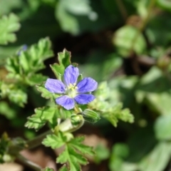 Erodium crinitum at O'Malley, ACT - 4 Sep 2020