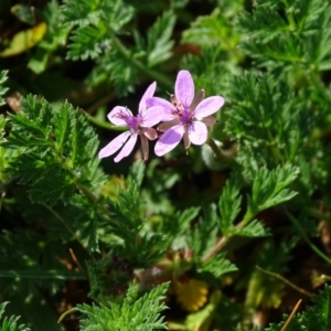 Erodium cicutarium at O'Malley, ACT - 4 Sep 2020