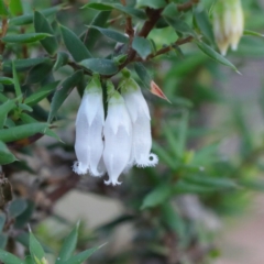 Styphelia fletcheri subsp. brevisepala (Twin Flower Beard-Heath) at Downer, ACT - 4 Sep 2020 by ConBoekel