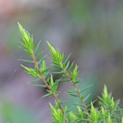 Leucopogon fletcheri subsp. brevisepalus at Downer, ACT - 4 Sep 2020