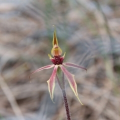 Caladenia actensis (Canberra Spider Orchid) by petersan