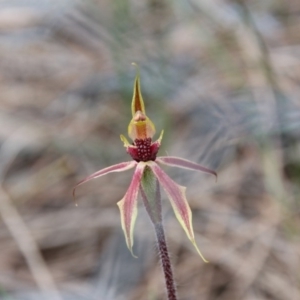 Caladenia actensis at Downer, ACT - 4 Sep 2020