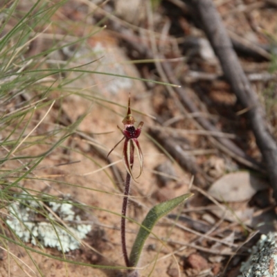 Caladenia actensis (Canberra Spider Orchid) at  - suppressed by petersan