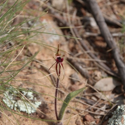 Caladenia actensis (Canberra Spider Orchid) at Downer, ACT - 4 Sep 2020 by petersan