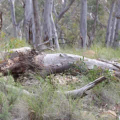 Eucalyptus rossii (Inland Scribbly Gum) at Acton, ACT - 2 Sep 2020 by ConBoekel