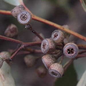 Eucalyptus rossii at Acton, ACT - 2 Sep 2020