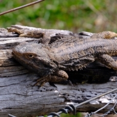 Pogona barbata (Eastern Bearded Dragon) at Woodstock Nature Reserve - 4 Sep 2020 by Kurt